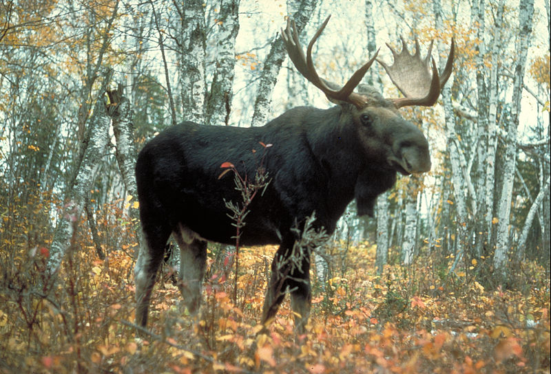 Moose_superior