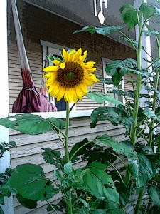 602emain-sunflower1A-225x300