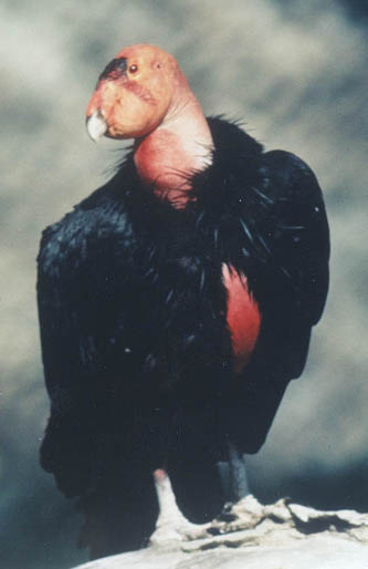 closeup of Condor